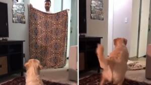 Pokazał magiczną sztuczkę swojemu psu, reakcja zwierzęcia jest świetna!